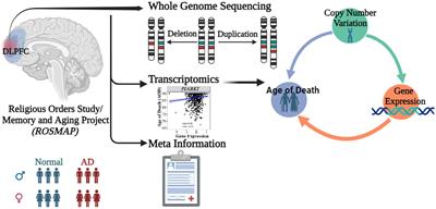 Effects of copy number variations on longevity in late-onset Alzheimer’s disease patients: insights from a causality network analysis